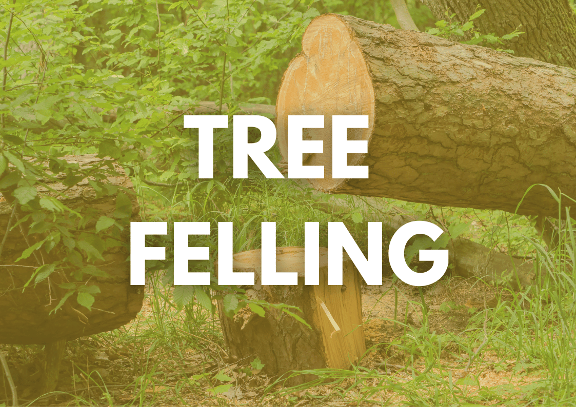 Commercial Tree Felling Commercial Tree Felling
